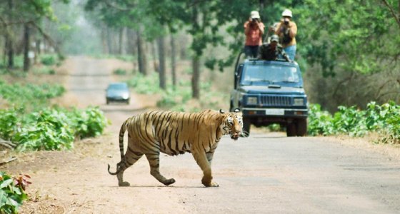 Nagpur – Pench – Tadoba National Park Trip - Adventure Tours & Travel