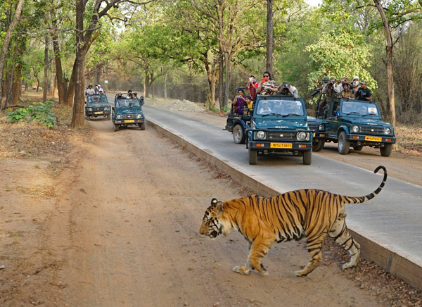 bandhavgarh-national-park Trip - Adventure Tours & Travel
